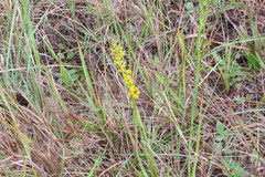 Solidago virgata