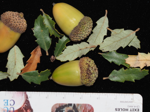 Quercus berberidifolia x cornelius-mulleri