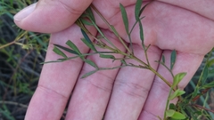 Boronia rivularis