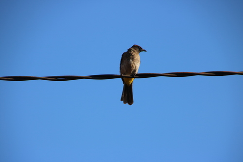 Common Bulbul