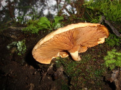 Fungi