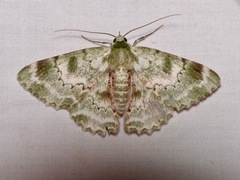 Pingasa subviridis