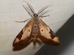 Hypochrosis albodecorata