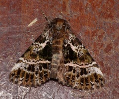 Ortopla iarbasalis