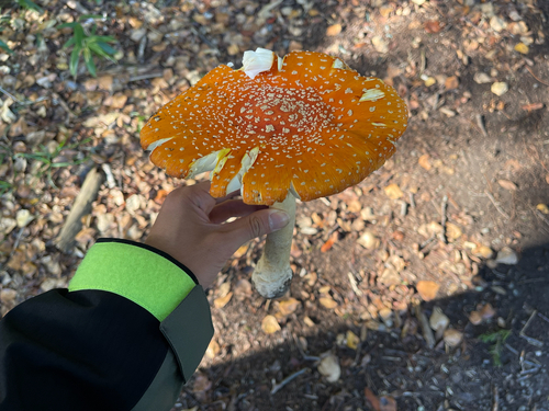 Amanita muscaria