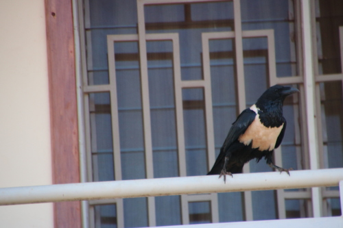Pied Crow