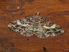 Alcis praevariegata