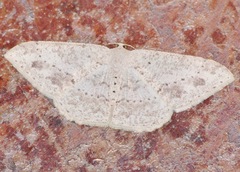 Luxiaria mitorrhaphes