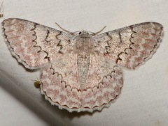 Pingasa lariaria