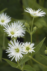 Stellaria radians