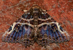 Daddala microdesma