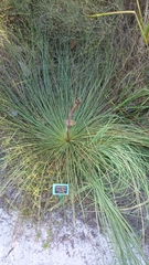 Xanthorrhoea fulva