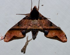 Amplypterus panopus