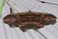 Anisoneura aluco