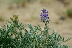 Lupinus kuschei