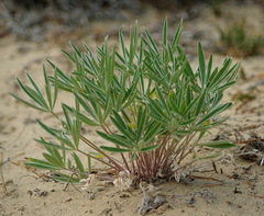 Lupinus kuschei