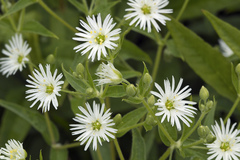 Stellaria radians