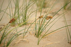Carex sabulosa