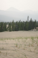 Carex sabulosa