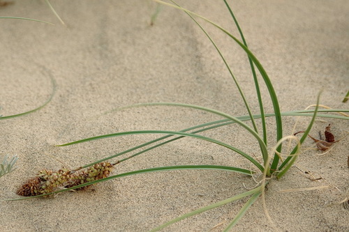 Carex sabulosa