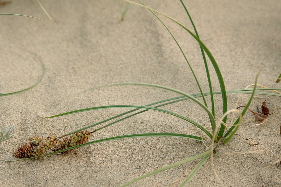 Carex sabulosa
