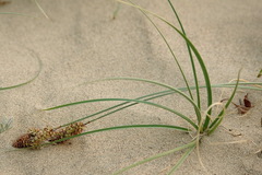 Carex sabulosa