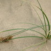 Baikal Sedge - Photo (c) Andy Fyon, some rights reserved (CC BY-NC), uploaded by Andy Fyon