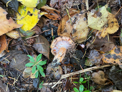 Hypomyces lateritius