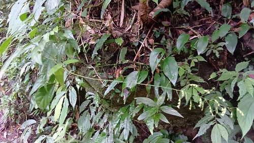 Hylodesmum laxum iNat (2)