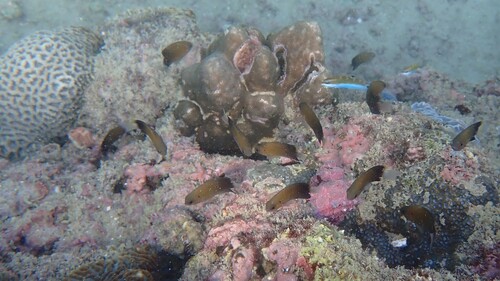 Pomacentrus leptus observed 2025-10-20