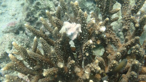 Pomacentrus leptus observed 2025-10-20