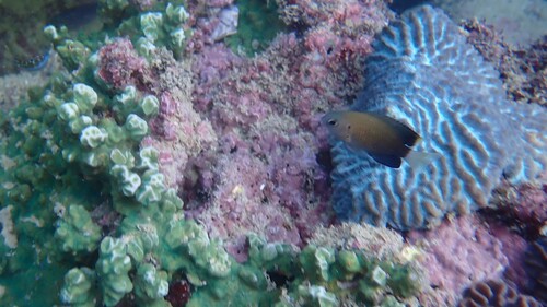 Pomacentrus leptus observed 2025-10-20