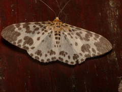 Dilophodes elegans