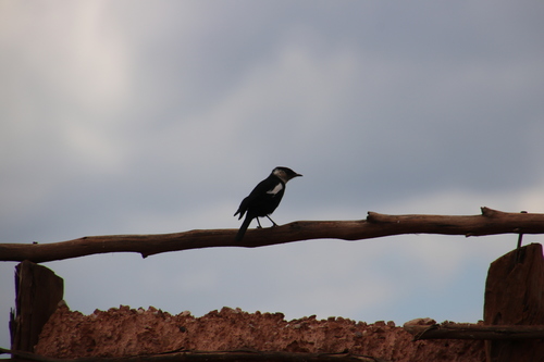 Ruaha Chat