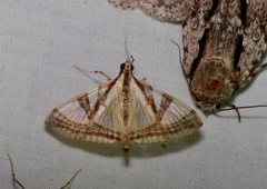 Agrioglypta naralis