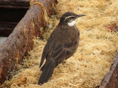 Cinclodes nigrofumosus