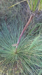 Xanthorrhoea fulva