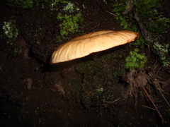 Fungi