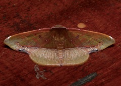 Fascellina clausaria