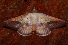 Banisia intonsa