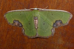 Spaniocentra apatelloides