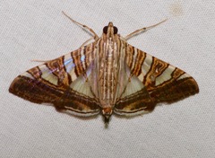 Glyphodes stolalis