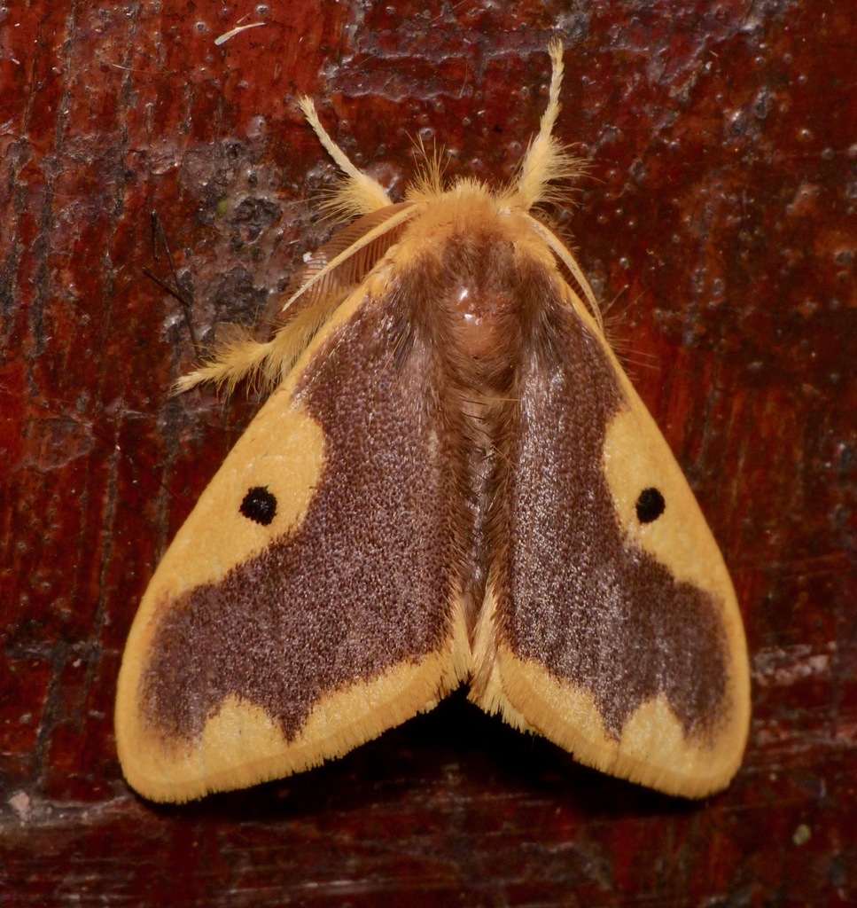Tussock Moths