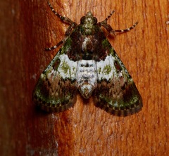 Termioptycha