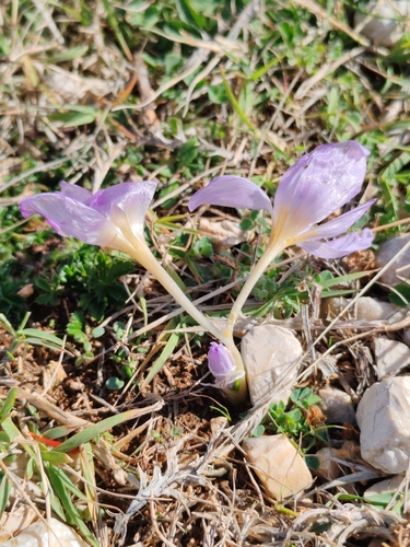 Thomas crocus (Crocus thomasii)