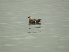 Stercorarius chilensis