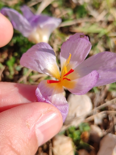 Crocus thomasii, photograph 2