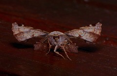 Garaeus u-lucens