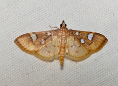 Cotachena histricalis