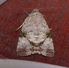 Blenina quinaria